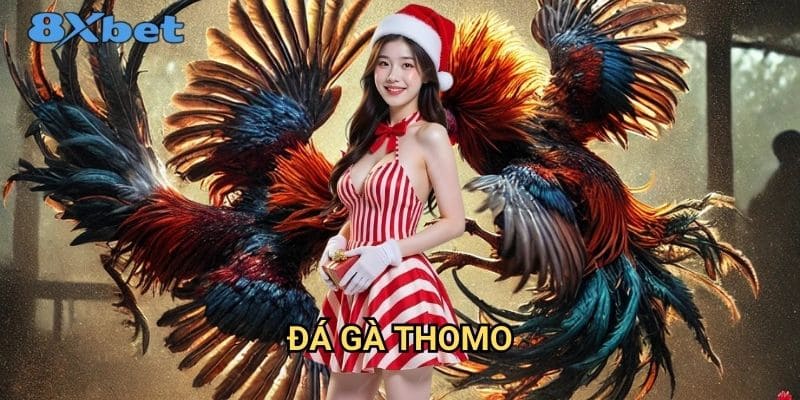 Đá gà Thomo 8xbet - Sân chơi cá cược đá gà uy tín nhất 1 Đá gà Thomo 8xbet - Sân chơi cá cược đá gà uy tín nhất