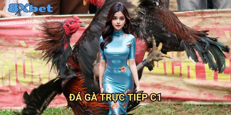 Đá gà trực tiếp C1 tại 8xbet - Giải đấu chuyên nghiệp hàng đầu