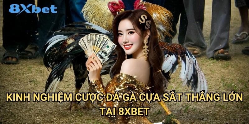Đá gà cựa sắt Thomo 8xbet - Môn cá cược truyền thống hấp dẫn 3 Kinh nghiệm cược đá gà cựa sắt thắng lớn tại 8xbet